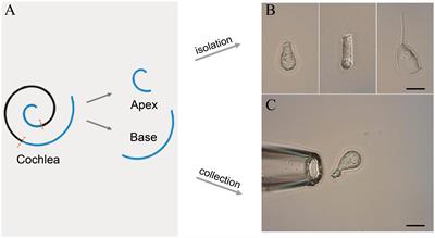 Differential Gene Expression Patterns Between Apical and Basal Inner Hair Cells Revealed by RNA-Seq